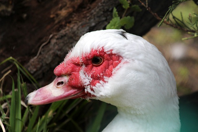 这场英联杯 这场英联杯