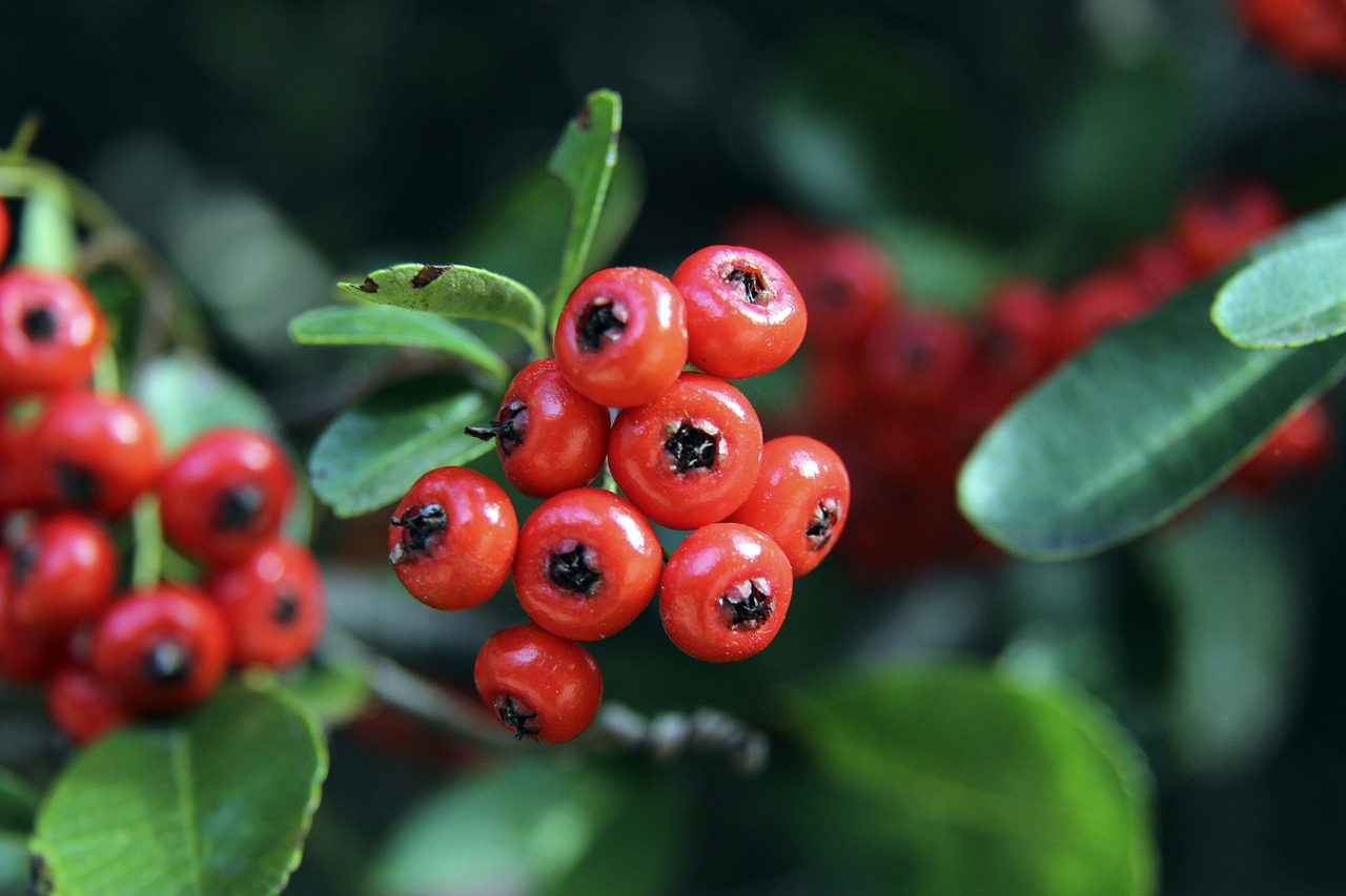 歲巴西新星 歲巴西新星