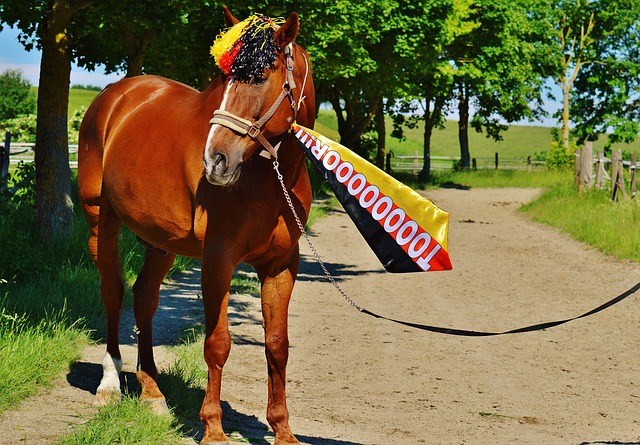 哈维的领航 哈维的领航